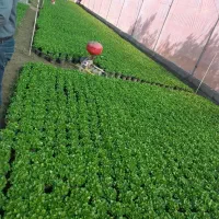 سبزه نارنج درجه یک