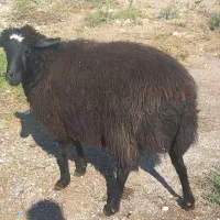 گوسفندجوان چاق|حیوانات مزرعه|کرج, کمال‌شهر|دیوار