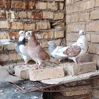 رنگی|پرنده|خرمشهر, |دیوار