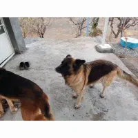 سگ گم کردم|حیوانات|سبزوار, قصبه شرقی|دیوار