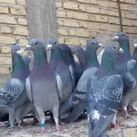 کبوتر پلاکی