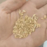 فروش گندم دیم