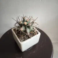 گل و گیاه|گل و گیاه طبیعی|اصفهان, فرح آباد|دیوار