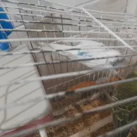 حراج حراج مرغ عشق باتمام وسایل