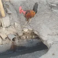 خروس|حیوانات مزرعه|ایذه, |دیوار