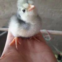 جوجه گلین|حیوانات مزرعه|سیرجان, |دیوار