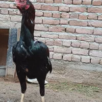 ۴عدد خروس لاری و ۵عدد مرغ لاری یکجا بفروش میرسد