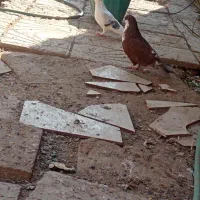 نرماده کاردرست