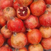 انار شیرازی