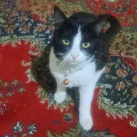 گربه تاکسیدو|گربه|بومهن, |دیوار