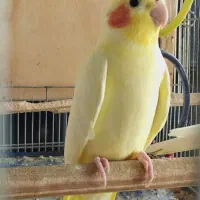 عروس هلندی نر سخنگو