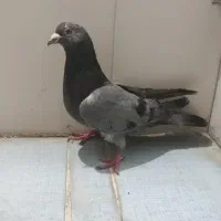 کفتر یا کبوتر