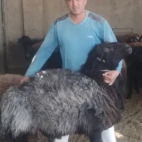 قوچ هترو دارای نژاد چندقلوزایی