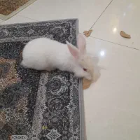 خرگوش سفید برفی