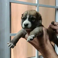 سگ نگهبان|سگ|چابهار, |دیوار