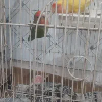 طوطی برزیلی