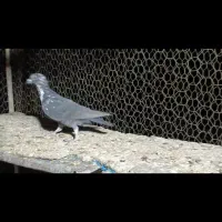 کبوتر سینه سفید