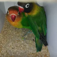 جفت طوطی برزیلی