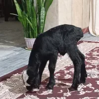 بره شیری کهره شیری