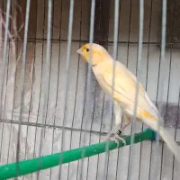 قناری نر بخون|پرنده|گلپایگان, |دیوار