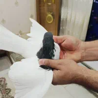 کبوتر خال پرشی