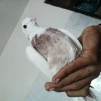 طوقی|پرنده|بم, |دیوار