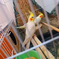 جفت عروس هلندی نر لوتینو ماده لوتینو بشرط تخم جوجه