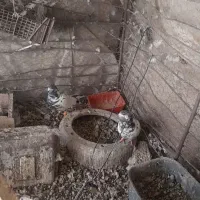 فروش یک جفت سوسکی سیاه فوری