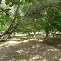 واقع در خسروشاه منطقه بالمان باشی|فروش زمین و ملک کلنگی|خسروشاه, |دیوار