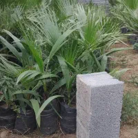 پالم واشنگتن تنه قرمز|خدمات باغبانی و درختکاری|ارطه, |دیوار