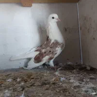 کبوتر دوکت|پرنده|بندرعباس, |دیوار