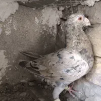 کبوتر زرد ،سرخ ،سرور هفت رنگ،المانی ،دوکت خطی
