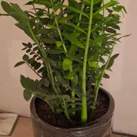 گل سبز زاموفیلیا بزرگ