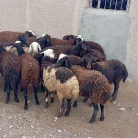 بره ماده شیشک|حیوانات مزرعه|بروجرد, |دیوار