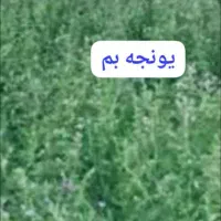بذر یونجه محلی اصیل بمی اصلاح شده پاک تمیز|خدمات باغبانی و درختکاری|کرمان, |دیوار