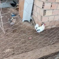 2تا خروس گلین و۴ عدد مرغ گلین  و ۹عدد مرغ محلی