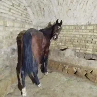 اسب دره شور نریان