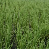 برنج  هاشمی با ضمانت پخت