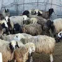 فروش میش بختیاری درجه یک|حیوانات مزرعه|شیراز, درکی|دیوار