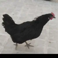 مرغ محلی مشکی گمشده به یابنده مژدگانی داده می شود