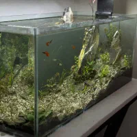 اکواریوم پلنت گیاهی