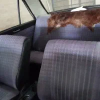 پیکان پژویی|خودرو سواری و وانت|تهران, جوادیه|دیوار