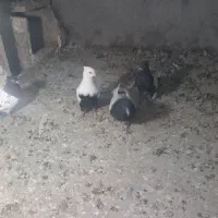 کبوتر نر و ماده کله سیاه|پرنده|اشترینان, |دیوار