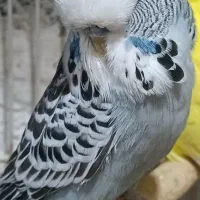 جوجه مرغ عشق انگلیسی نر