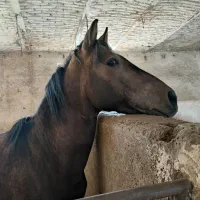 اسب کرد شناسنامه دار