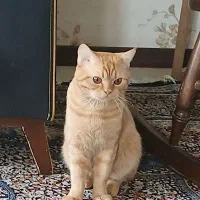 گربه|گربه|گلبهار, شهر جدید گلبهار|دیوار