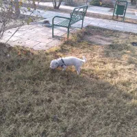 گمشده|حیوانات|تهران, تهرانسر غربی|دیوار