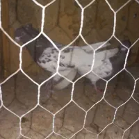 جفت کله سرخ فروشی|پرنده|بهمن صغاد, |دیوار