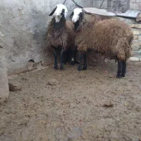 بره ماده شالی