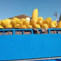 خربزه مشهدی